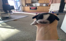 Sprocker dogs for sale: Norwich  - Image 13