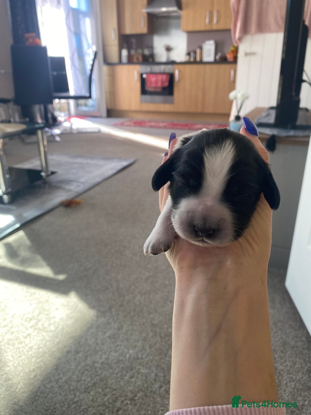 Sprocker dogs for sale: Norwich  - Image 13