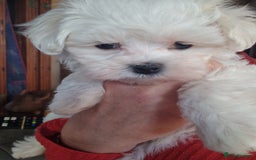 Maltese dogs for sale: 1 KC Maltese Puppy Boy READY NOW  - Image 4