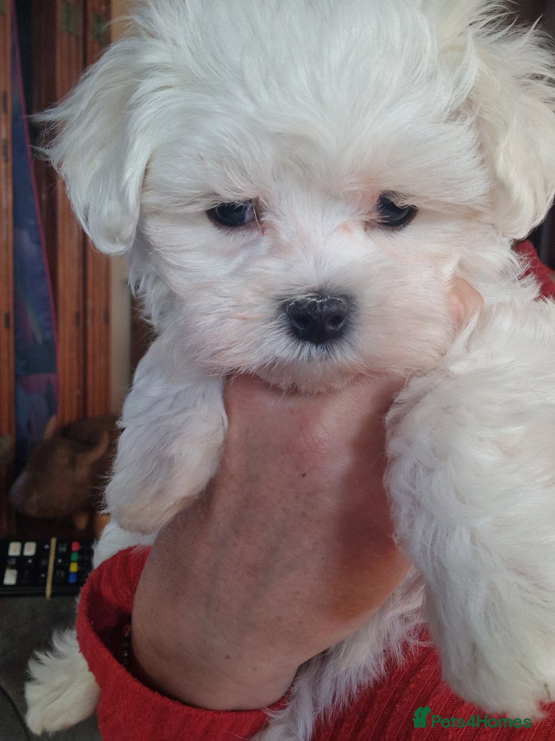 Maltese dogs for sale: 1 KC Maltese Puppy Boy READY NOW  - Image 4