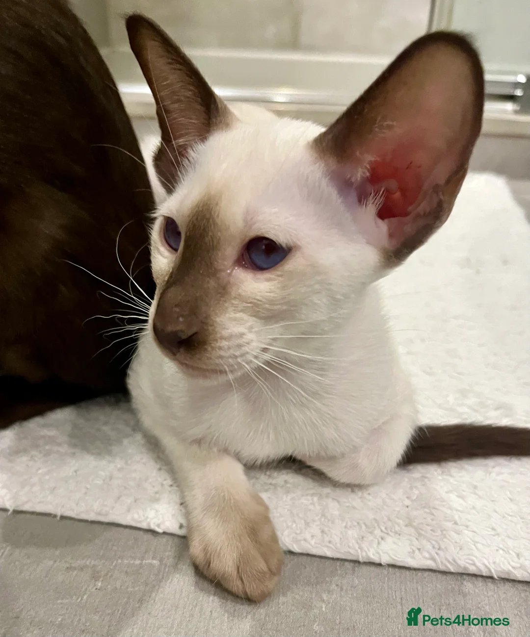 Siamese cats for sale: Supreme Pedigree Siamese kittens GCCF registered  - Advert 19