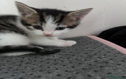 Mixed Breed cats for sale: Beautiful kittens  - Image 7