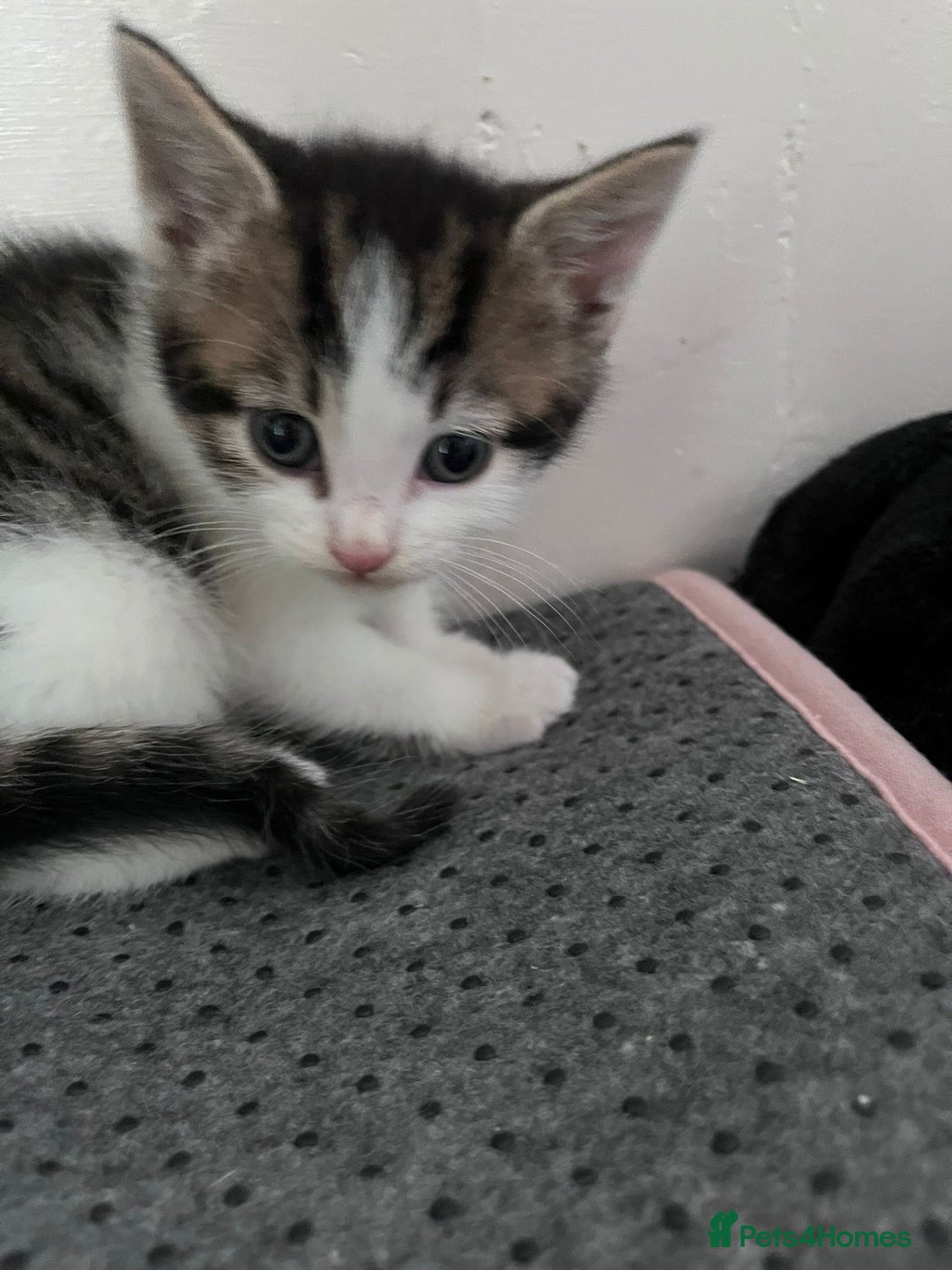 Mixed Breed cats for sale: Beautiful kittens  - Image 7