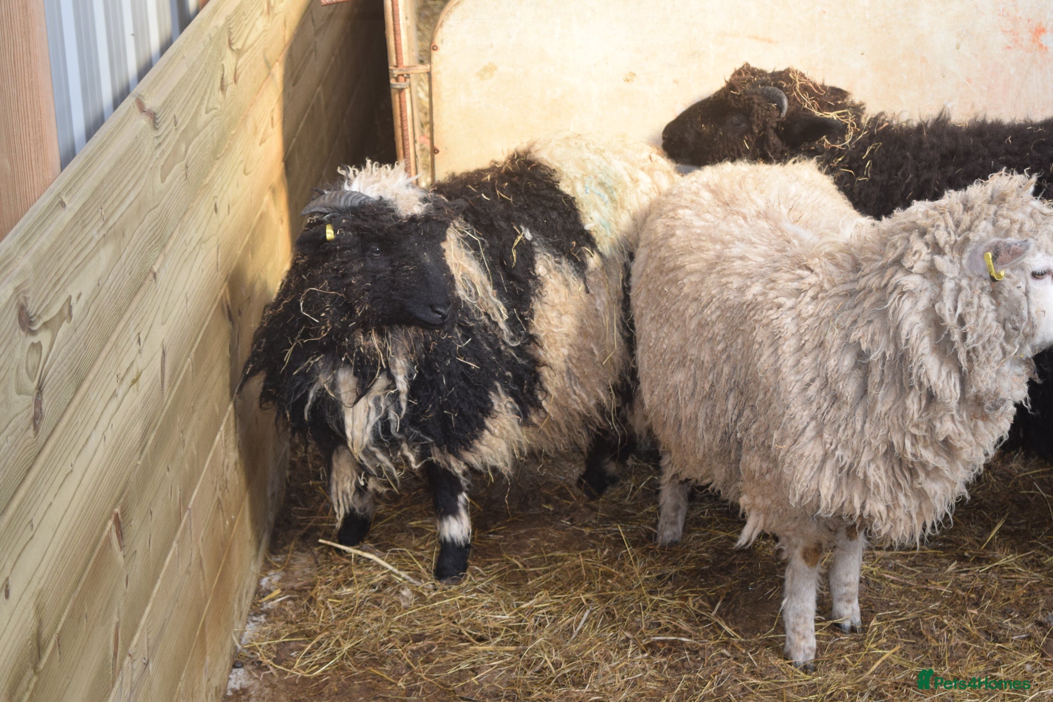 Sheep livestock Vaiais cross lambs - Advert 4