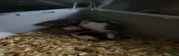 Rat rodents for sale: Siamese and fawn friendly rats - Advert 9