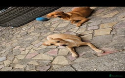 Labrador Retriever dogs for sale: 8 beautiful labrador puppies  - Image 3