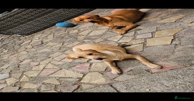 Labrador Retriever dogs - Advert 11