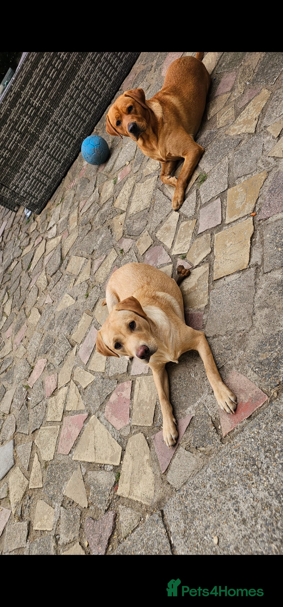 Labrador Retriever dogs for sale: 8 beautiful labrador puppies  - Image 3