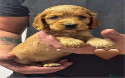 Cocker Spaniel dogs for sale: Outstanding KC Show Cocker Spaniels - Image 9