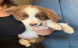 Border Collie dogs for sale: Kennel Club Border Collie Puppies For Sale - Image 7