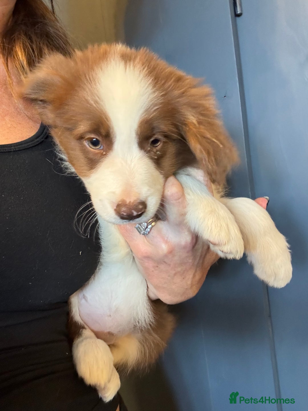 Border Collie dogs for sale: Kennel Club Border Collie Puppies For Sale - Image 7