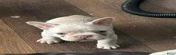 French Bulldog dogs for sale: Home litter french bulldogs  in Chatham - Advert 8