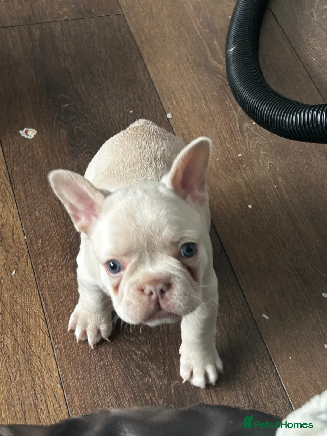 French Bulldog dogs for sale: Home litter french bulldogs  in Chatham - Advert 8
