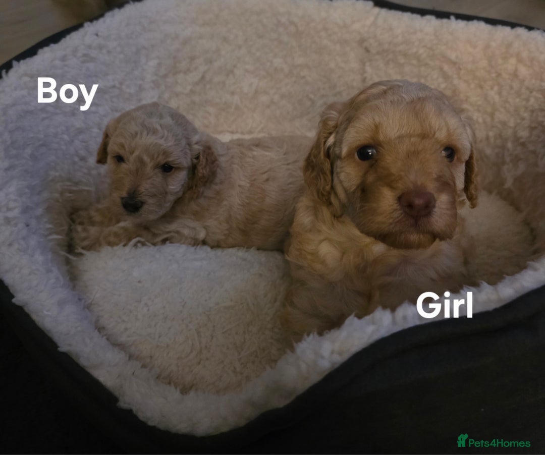 Cockapoo dogs for sale: Cockapoo puppies FB1 miniature poodle X Cockapoo  - Advert 5