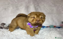 Shar Pei dogs for sale: ⭐️Quality Shar pei puppies for sale⭐️ - Image 20