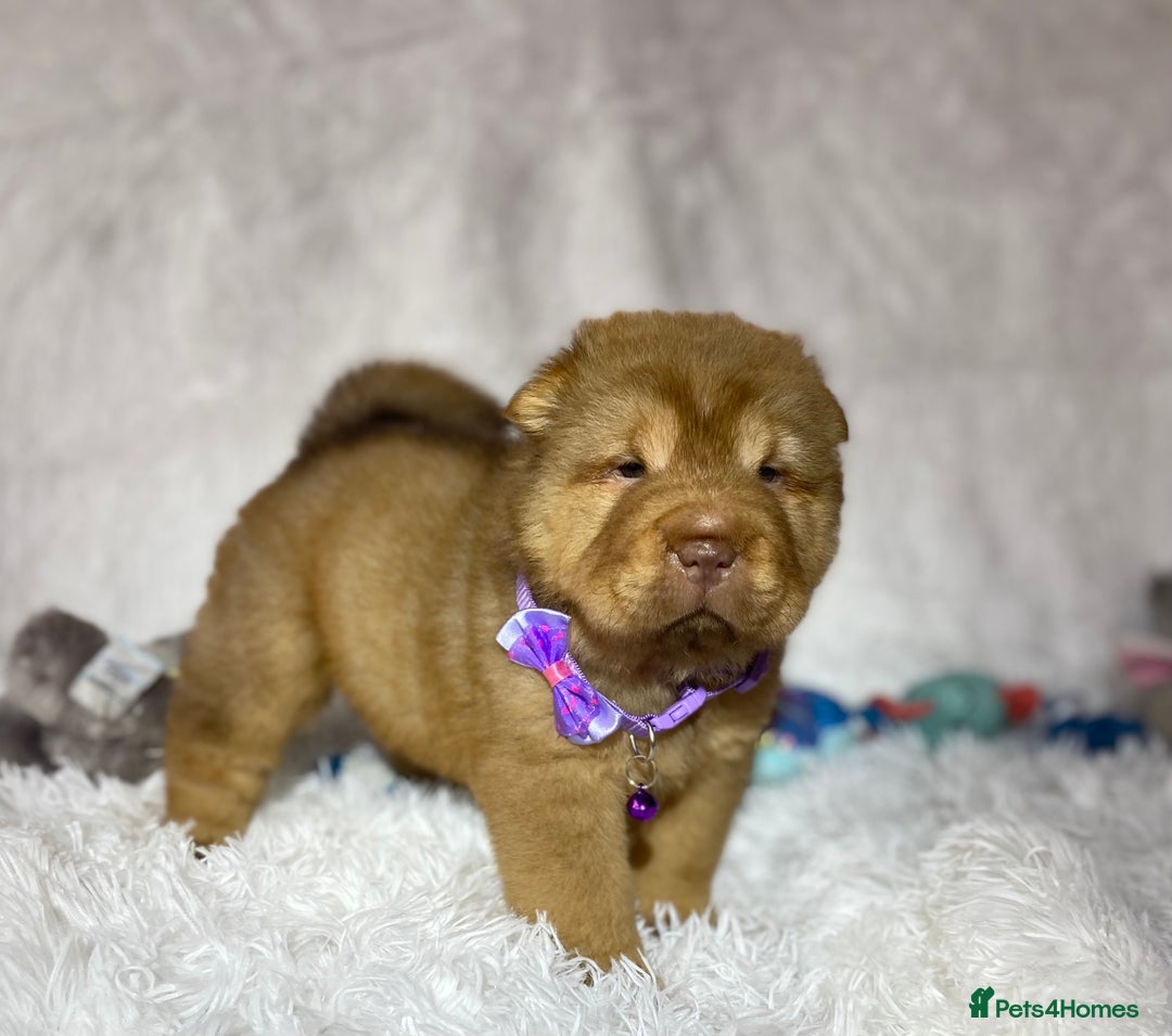 Shar Pei dogs for sale: ⭐️Quality Shar pei puppies for sale⭐️ - Image 20