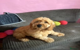 Cockapoo dogs for sale: Gorgeous F1 cockapoo  - Image 2