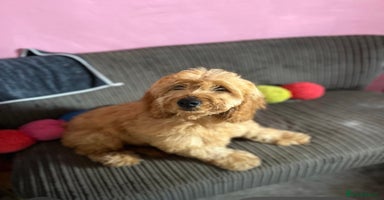 Cockapoo dogs - Advert 5