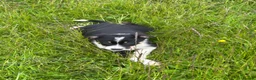 Border Collie dogs for sale: Collie pups wanting there forever home - Advert 9