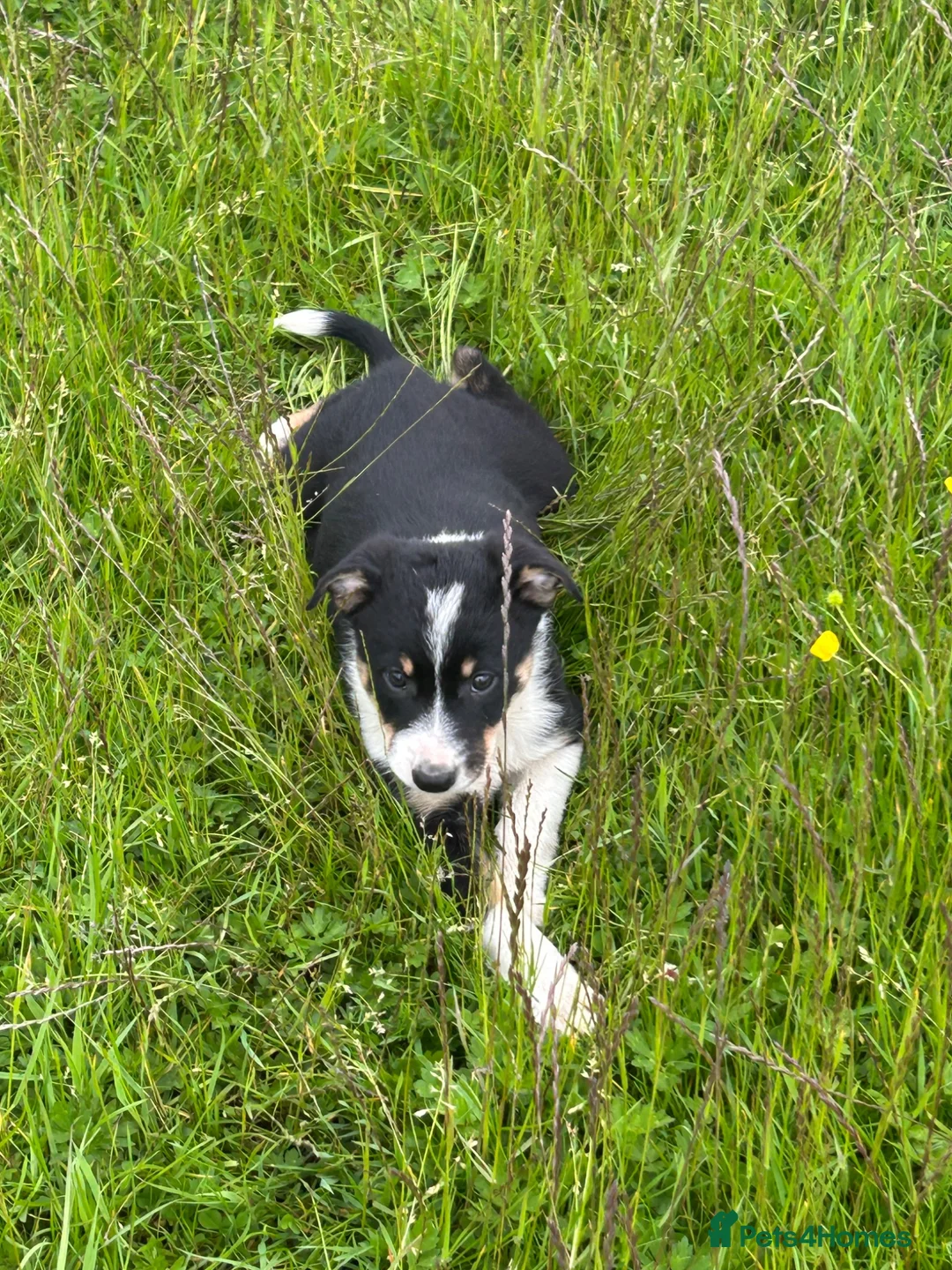 Border Collie dogs for sale: Collie pups wanting there forever home - Advert 9