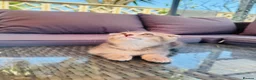 Scottish Fold cats for sale: ✨ Kittens Looking for Forever Homes ✨ - Advert 11