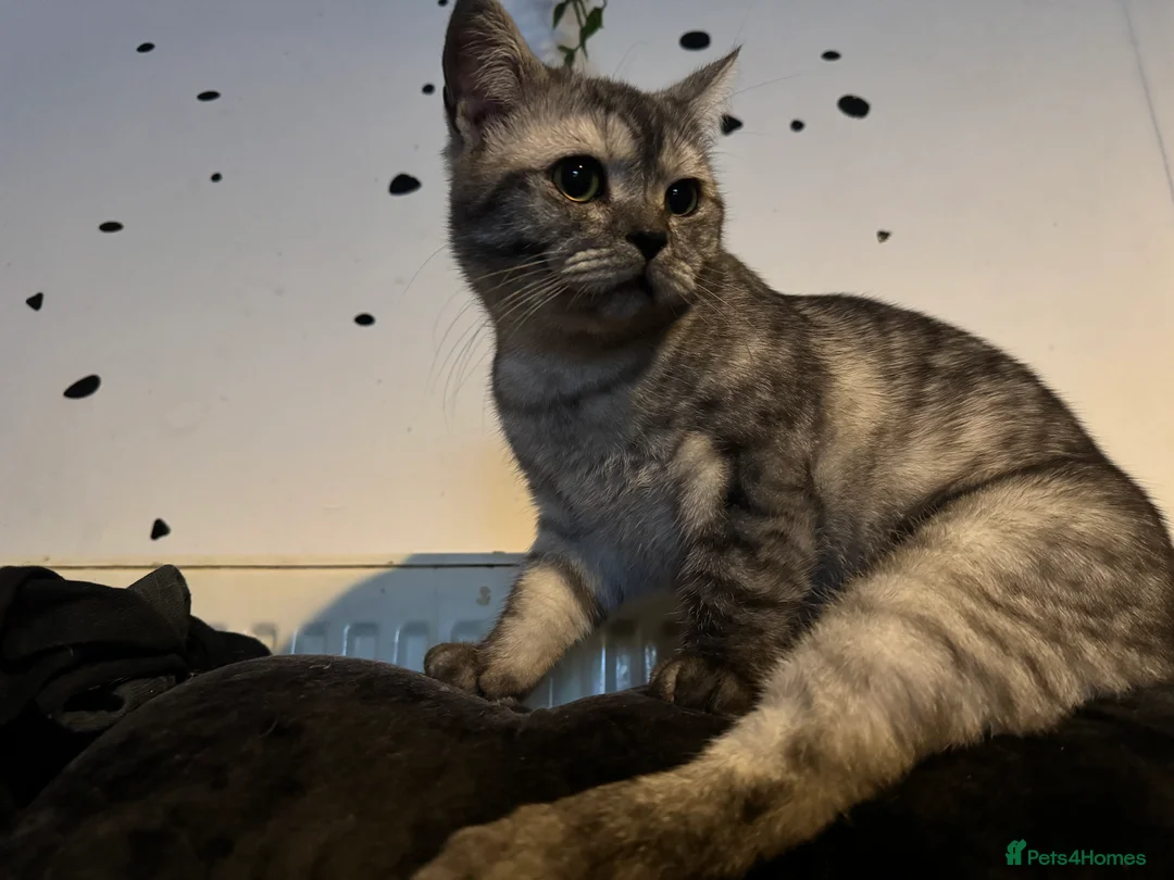 Scottish Fold cats for sale: Meet Thor - Beautiful Scottish Fold Boy - Advert 2