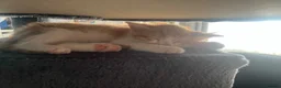 Norwegian Forest Cat cats for sale: Norwegian Forest X British Shorthair Ginger kitten - Advert 10