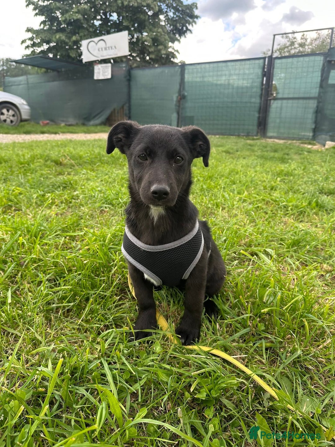 Mixed Breed dogs for adoption: Meet Raegan,  currently residing in Surrey - Image 7