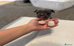 Mixed Breed dogs for sale: French bulldog x American staff - Image 3
