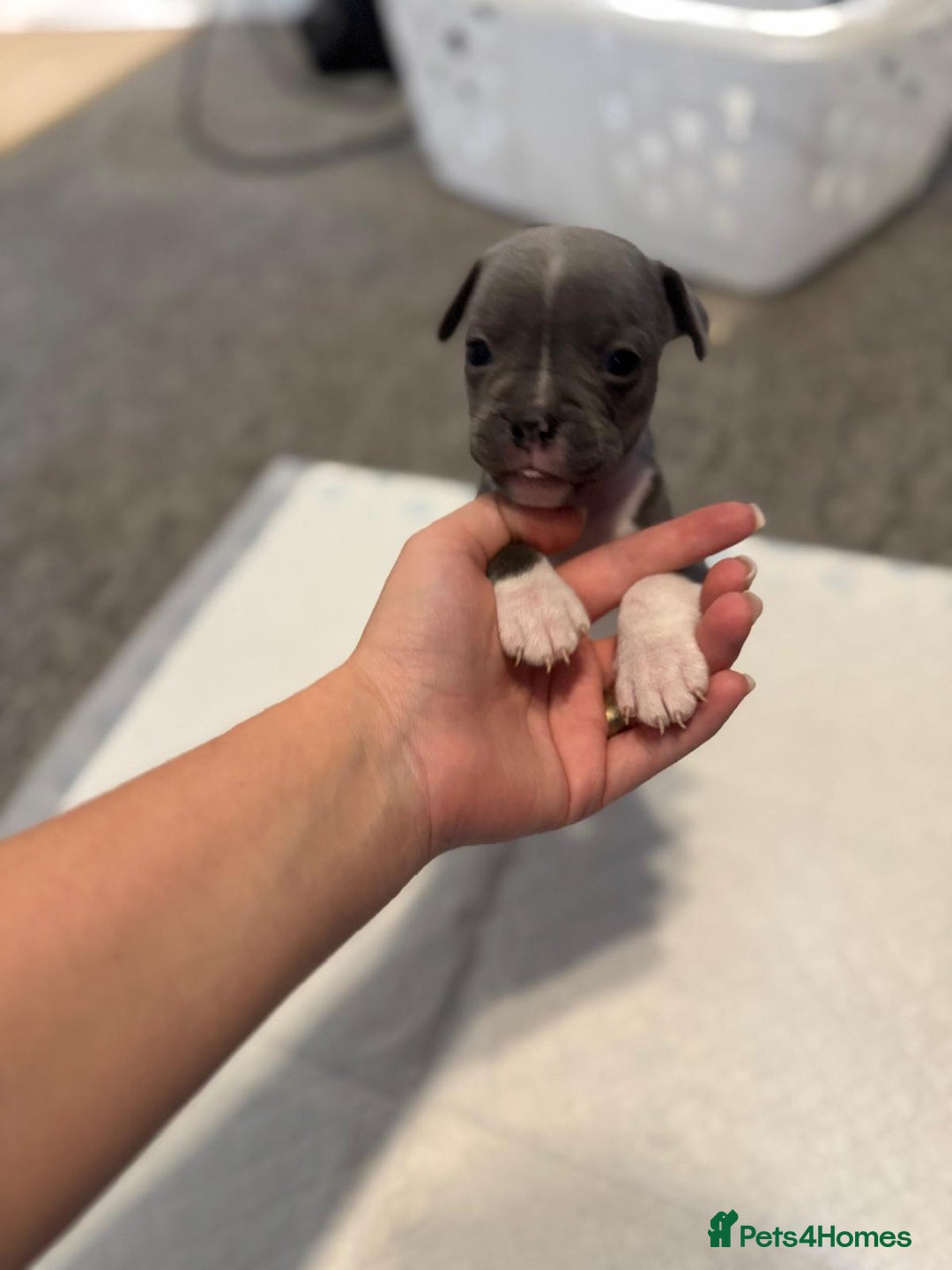 Mixed Breed dogs for sale: French bulldog x American staff - Image 3