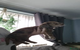 Mixed Breed dogs for sale: Docker  - Image 10