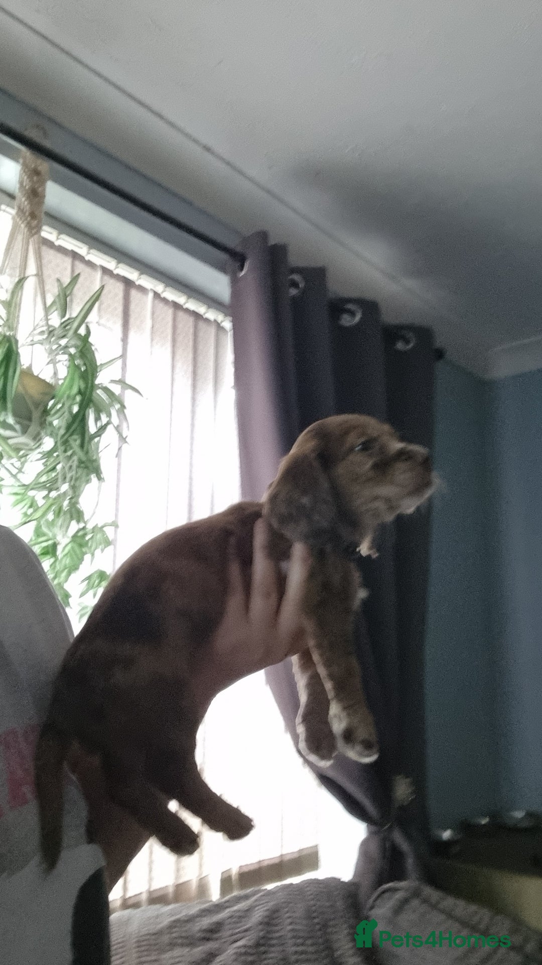 Mixed Breed dogs for sale: Docker  - Image 10