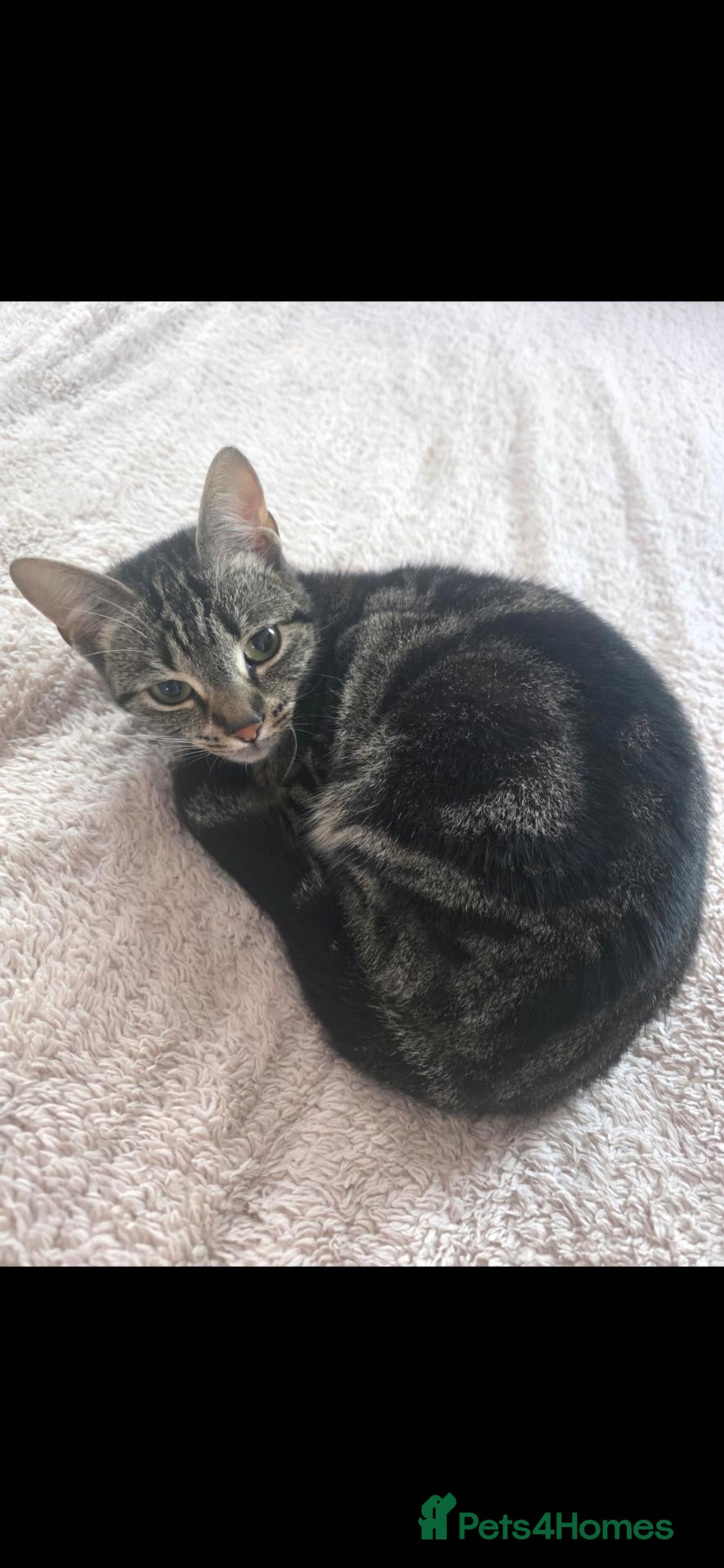 Mixed Breed cats 1 year old female cat looking for new home. - Advert 2