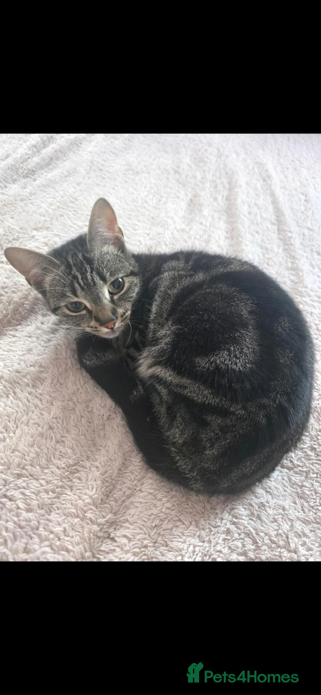 Mixed Breed cats for sale: 1 year old female cat looking for new home. in Peterlee - Advert 1