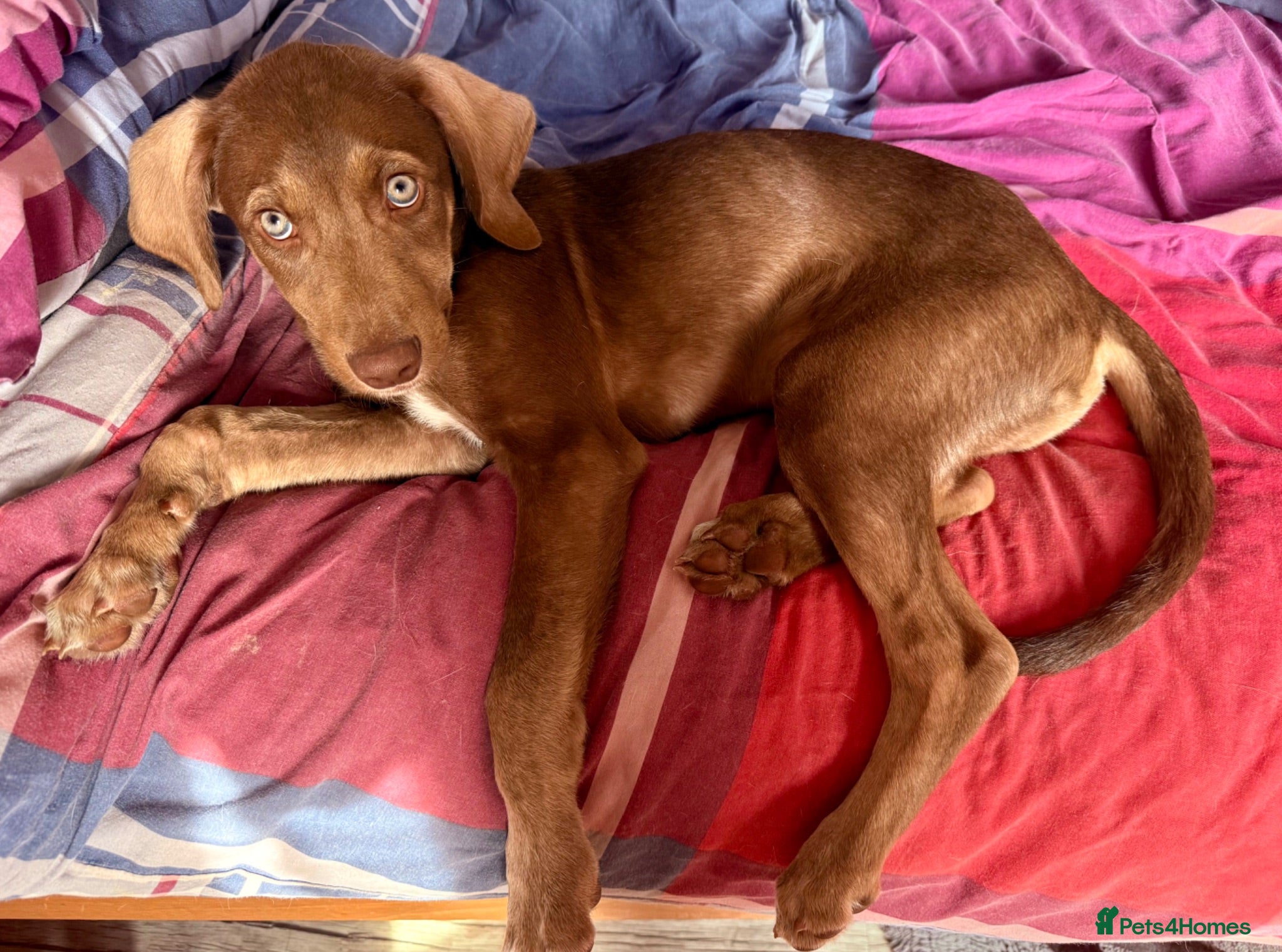 Mixed Breed dogs  🏡 FULLY VAX & READY Weimaraner X Husky Shepherd  - Advert 2