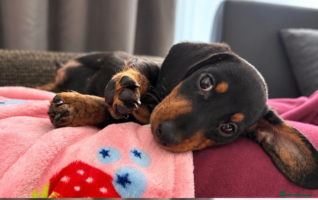 Miniature Dachshund dogs for sale: 🐾 LAST PUPPY LOOKING FOR HIS FOREVER HOME 🐾 - Advert 16