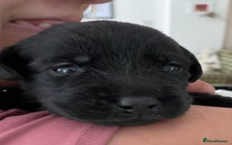 Labrador Retriever dogs for sale: Stunning litter of 8 pedigree Labrador Puppies - Image 4