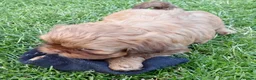 Shih Tzu dogs for sale: Stunning KC registered Imperial Shih Tzu puppies - Advert 5
