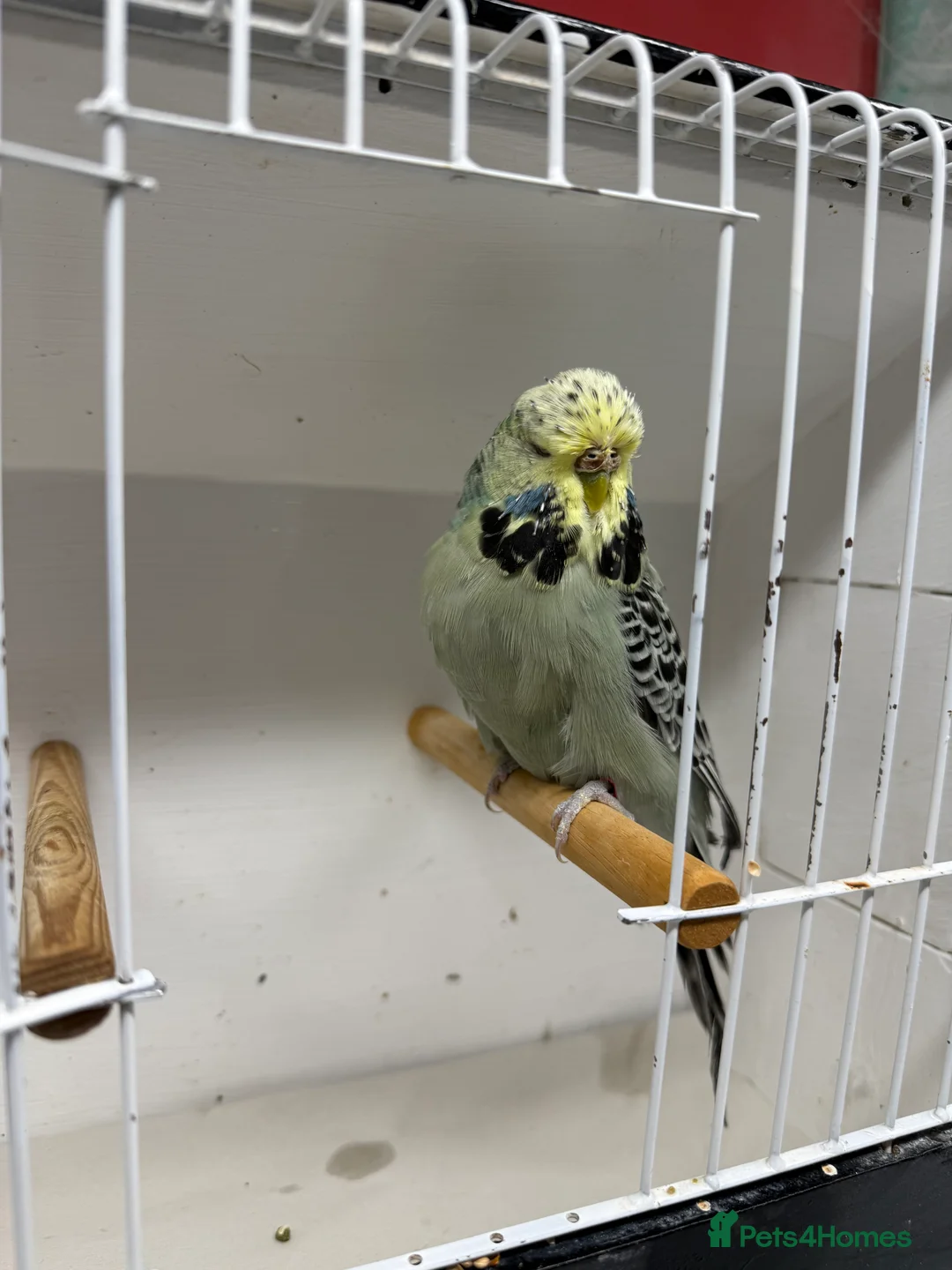 Budgerigars birds for sale: English budgies - Advert 1