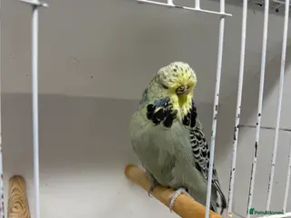 Budgerigars birds English budgies - Advert 6