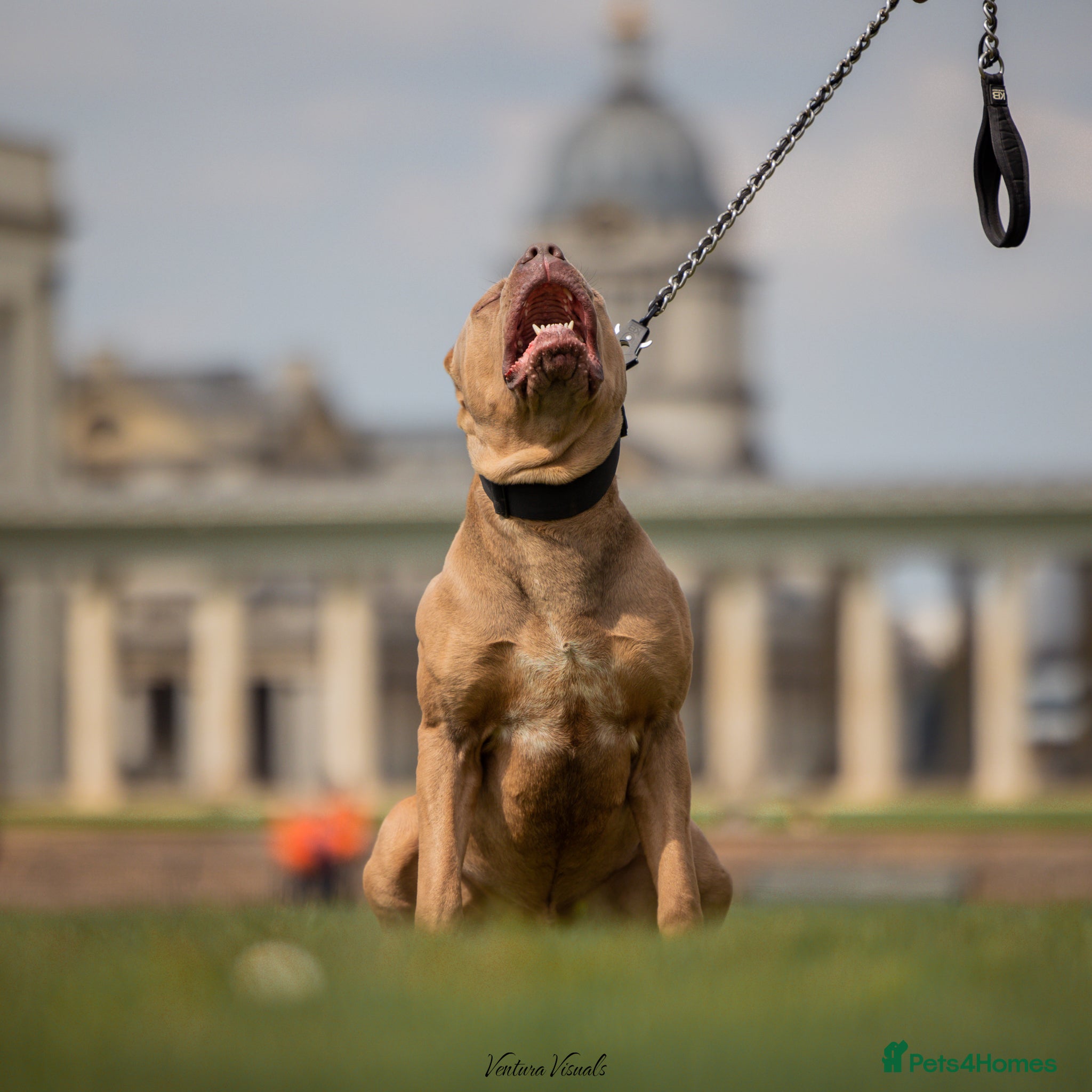 Bandog dogs Big Boy Tyson - Advert 1