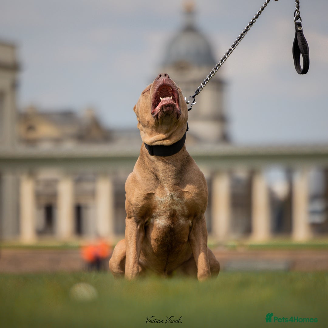 Bandog dogs for sale: Big Boy Tyson - Advert 1