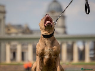 Bandog dogs Big Boy Tyson - Advert 1