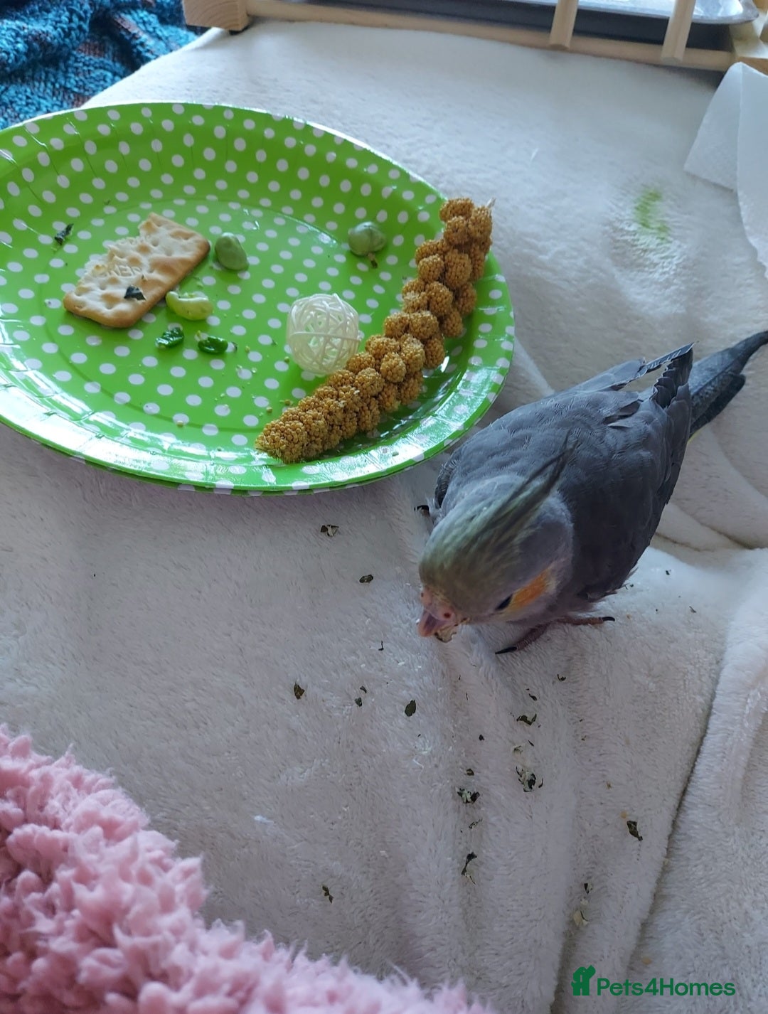 Cockatiels birds for sale: Tame Cockatiel with full set up. Beautiful boy ❤️ - Advert 7