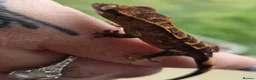 Gecko reptiles for sale: Lily white crested geckos - Advert 2