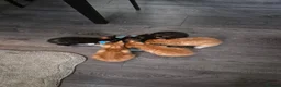 Mixed Breed cats for sale: Beatiful friendly kittens - Advert 11
