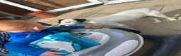 Jack Russell dogs for sale: Beautiful Jack Russell Puppies - Advert 7