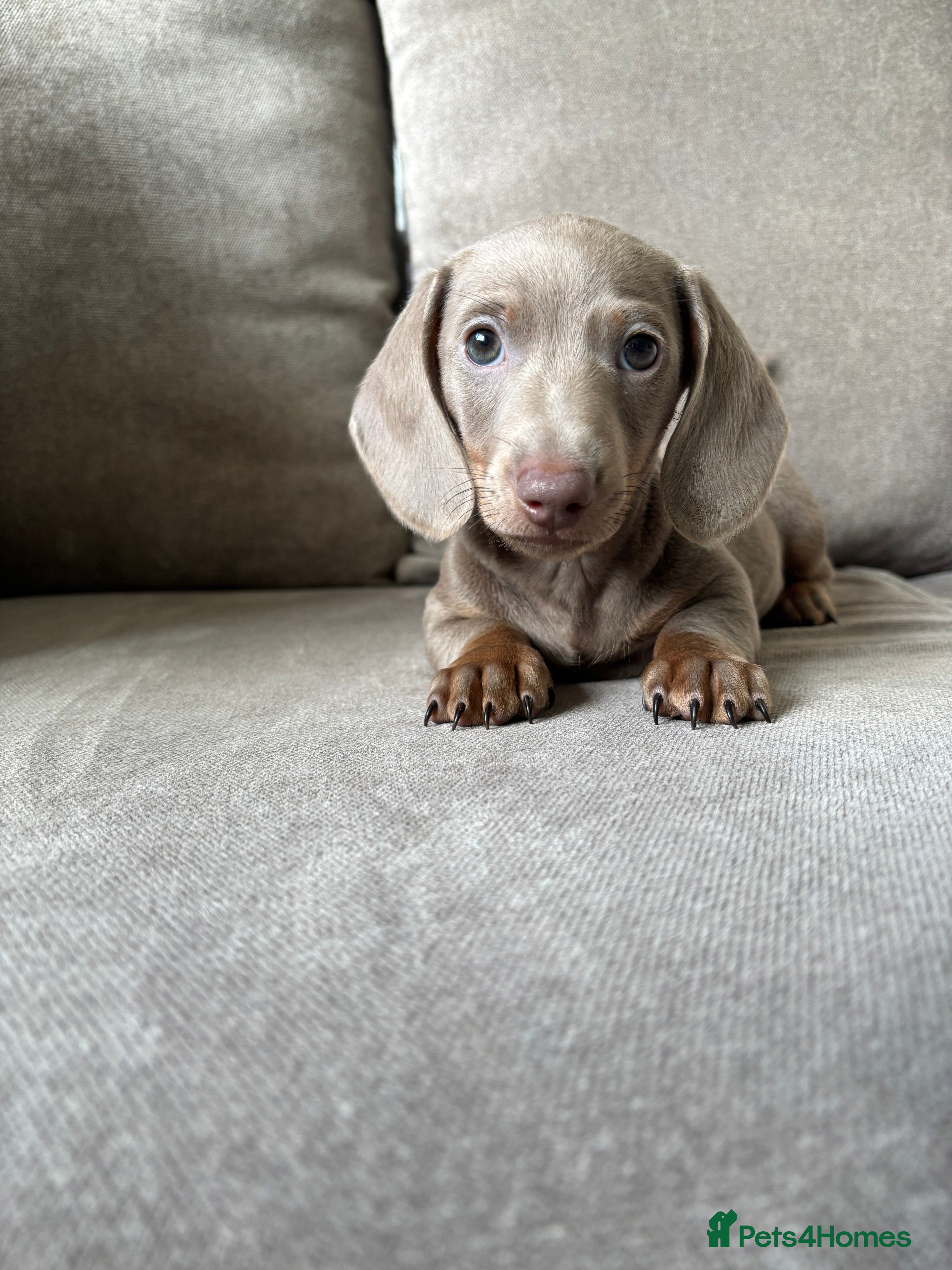 Miniature Dachshund dogs Isabella tan✨READY TO LEAVE - Advert 9