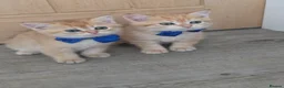 British Shorthair cats for sale: British Shorthair Golden Chinchilla Kittens - Advert 1
