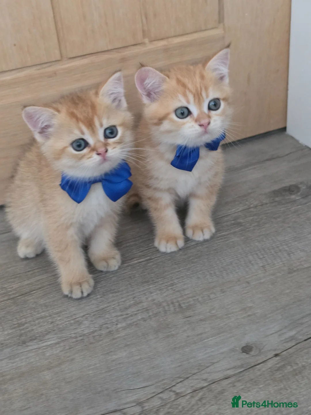 British Shorthair cats for sale: British Shorthair Golden Chinchilla Kittens - Advert 1
